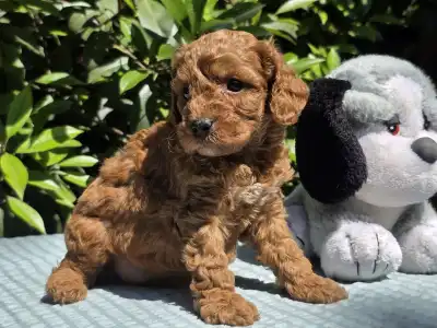 Cavapoo - Jackson