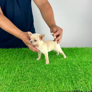 Chihuahua - Pinky