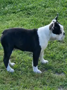 Terrier de Boston - Victorias Grande Enzo