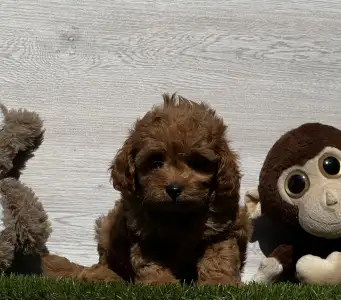 Cavapoo - Iván