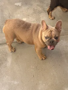 Französische Bulldogge - Shelly