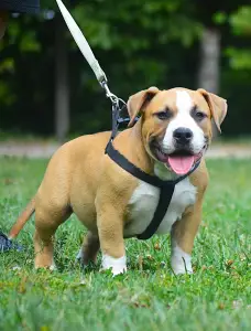 American Bully - Pocket - Artur