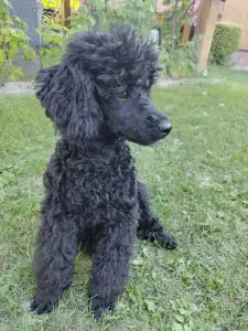 Poodle Miniature - Sparrow Band Toto