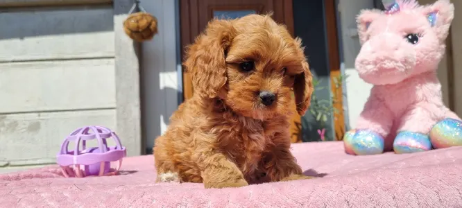 Cavapoo - Cuki