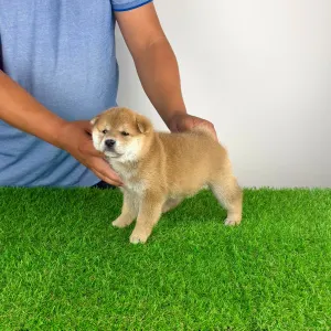 Shiba Inu - Taiyo