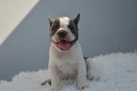 French Bulldog - Luke