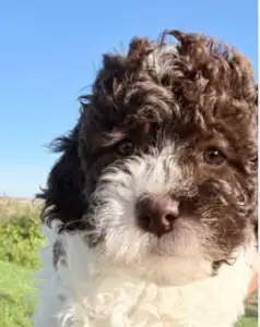 Lagotto Romagnolo - Caramella