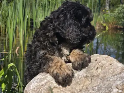 Кавапу - Robert