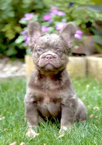Bouledogue français - Steel Wing Bullz Royal