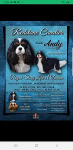 Cavalier King Charles Spaniel - Redstone Cavalier