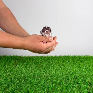 Чихуахуа - Nikita