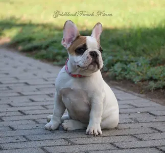 Bouledogue français - Xiara