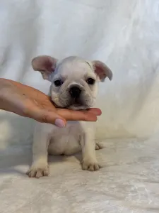 French Bulldog - Nini