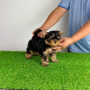 Yorkshire Terrier - Adia