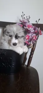 Border Collie - Erin