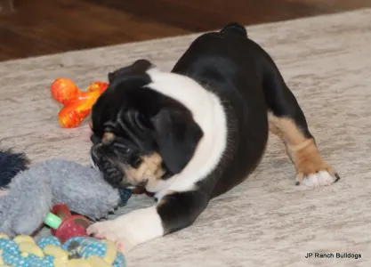 Buldog angielski - Dax 