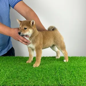 Shiba - Icon