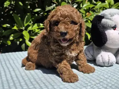 Cavapoo - Jonathan