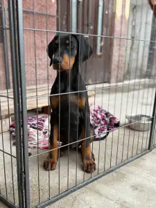 Dobermann - Nagendra Buenos Aires 