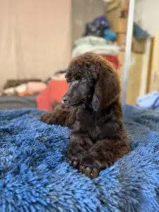 Poodle Standard - Brown Male