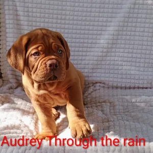 Bordeauxská doga - Audrey Through The Rain