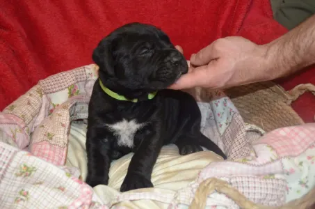 Cane Corso Italiano - Dolce Assassino Primus