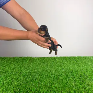 Yorkshire Terrier - Henky