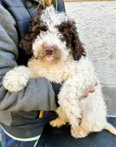 Lagotto Romagnolo - Gruffi Gummi