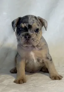French Bulldog - Nico