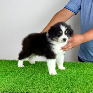Australian Shepherd - Harron
