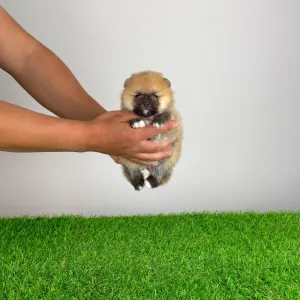 Spitz tedesco piccolo - Bennet