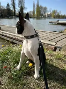 Boston Terrier - Bon-Bon