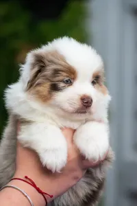 Miniature American Shepherd - Winstead Hug Me Tight