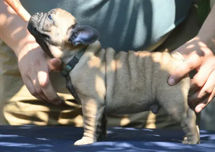 French Bulldog - Ginó