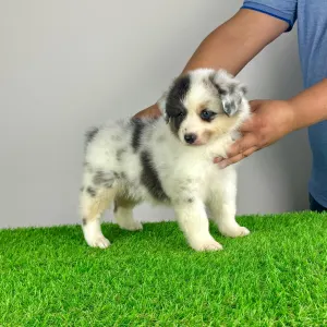 Australian Shepherd - Zenzi