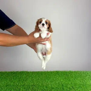 Cavalier King Charles spániel - Aristor