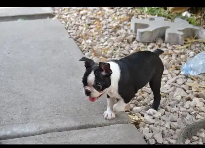 Boston Terrier - Gina