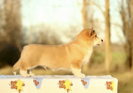 Welsh Corgi Pembroke - Poseidon The Strong From Farm Of Happy Dogs