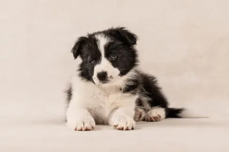 Border Collie - Cappuccino Rose 