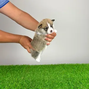 Pembroke Welsh Corgi - Zyrus
