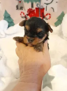 Yorkshire Terrier - Pretty Little Baby