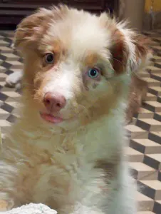 Ausztrál juhászkutya - Dailos Worth The Wait