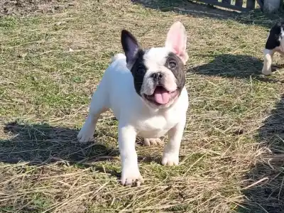 Bouledogue français - Ice Bear