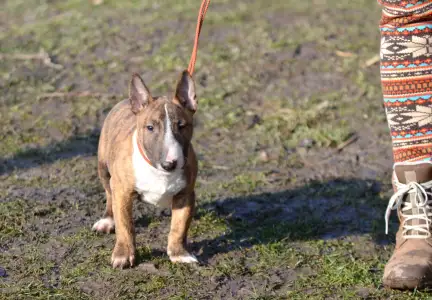 Miniature Bullterrier - Jake