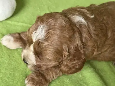 Cavapoo - Joker