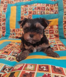 Yorkshire Terrier - Happy Day