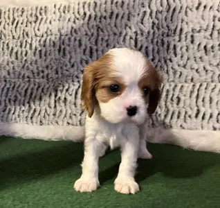 Cavalier King Charles Spaniel - Archibald