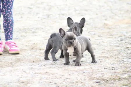 French Bulldog - Behemót