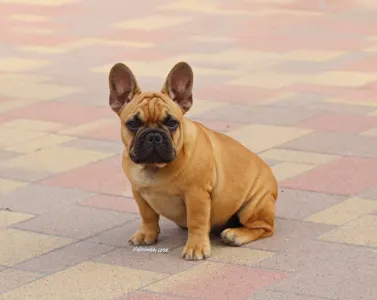 Bulldog francez - Uriel