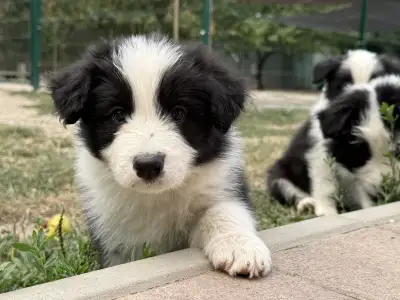 Border collie - Fields Of Treasure Blossom Breeze